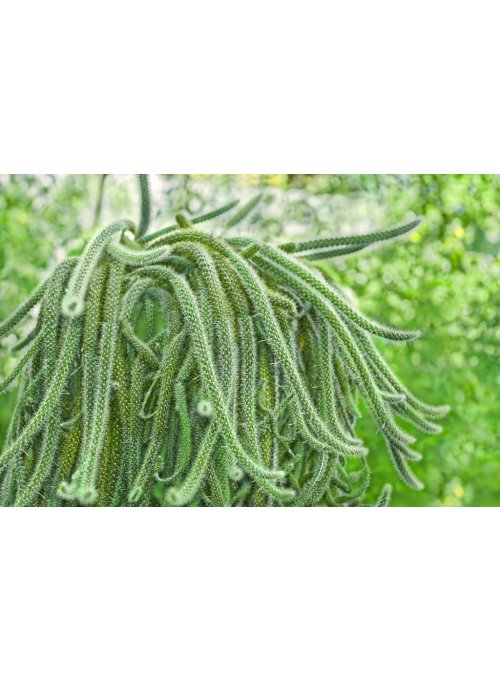 Aporocactus, un cactus retombant