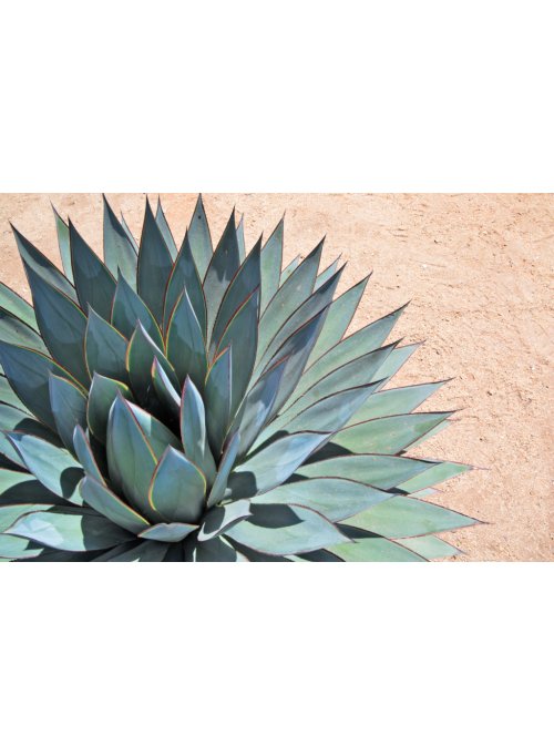 L'agave bleu ou l'agave de tequila