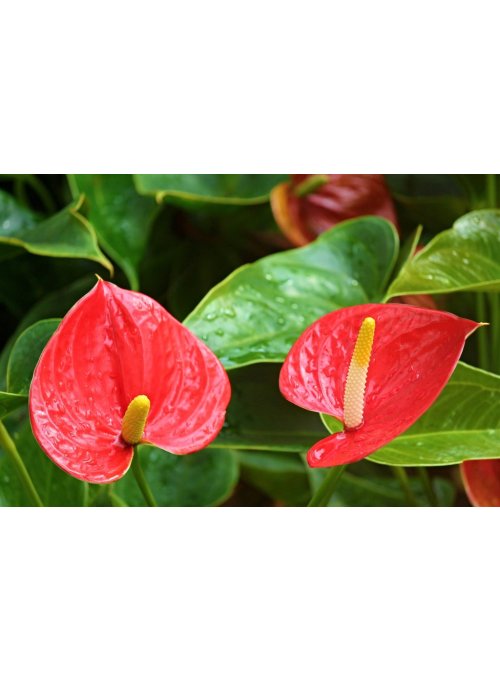 Anthurium ou la langue de feu
