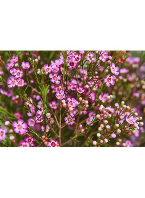 Chamelaucium uncinatum, la fleur de cire