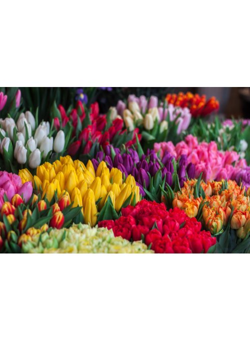 Quelle est la signification et la symbolique des couleurs des tulipes ? 