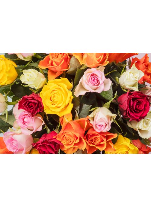 La rose, l'incontournable