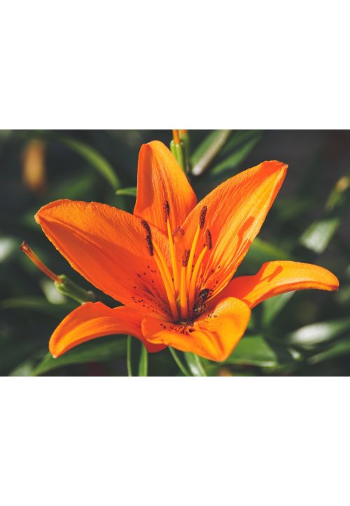 Lys orangé, une fleur emblématique de toute beauté