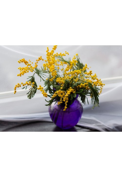 Le mimosa, un rayon de soleil en plein hiver