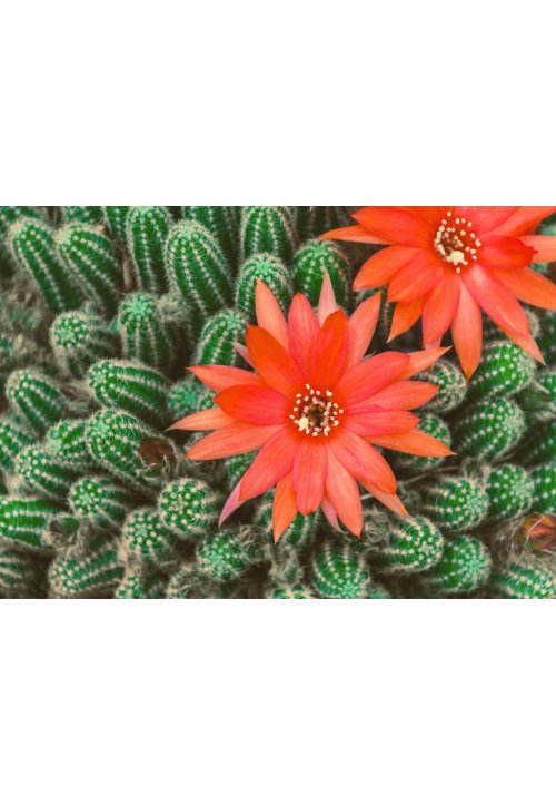 Cactus cornichon, une plante facile à cultiver