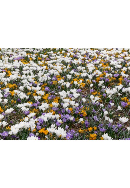Crocus, la jolie fleur de l’hiver