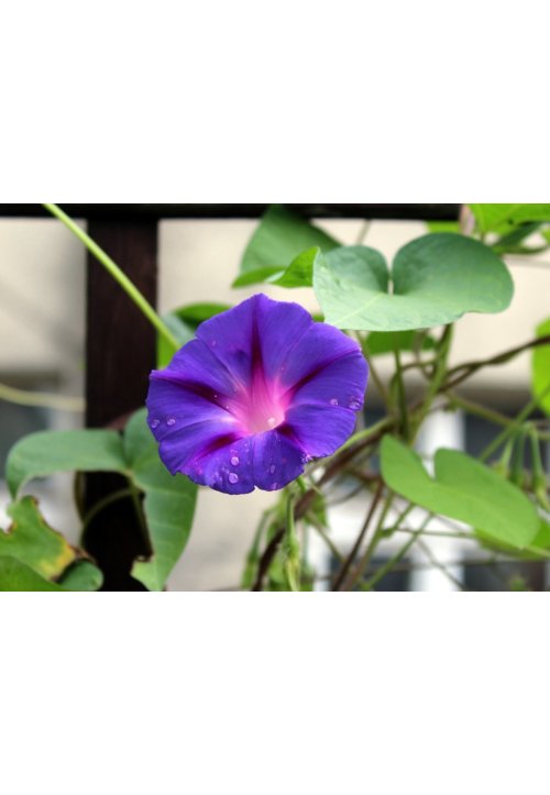 Le liseron, l’ipomée bleu du jardin