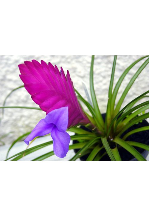 Tillandsia raquette, une magnifique plante d'intérieur fleurie