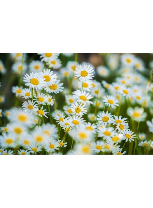 Marguerite, la belle des champs