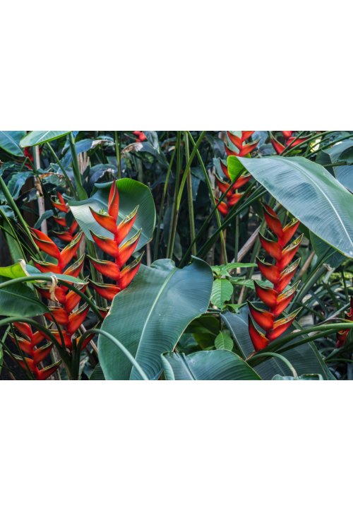 Balisier, la grande plante cousine du bananier
