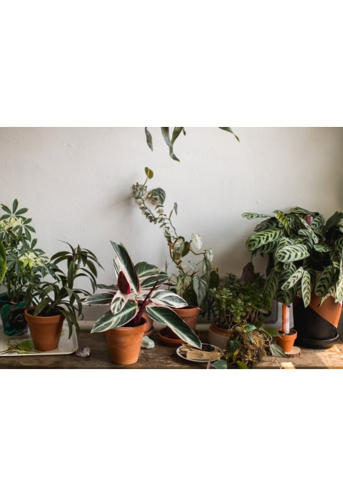 Entretenir vos plantes fleuries