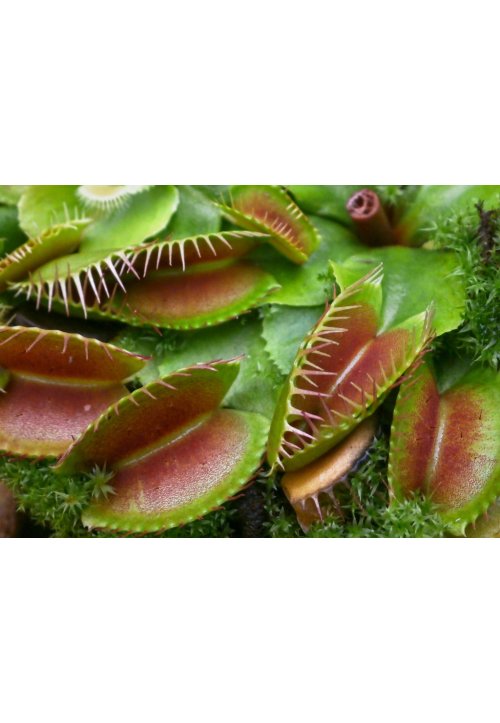 La dionée, une belle plante carnivore