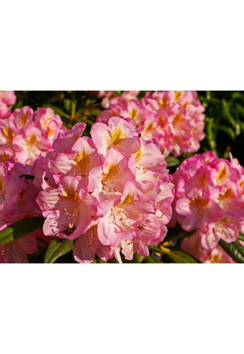 Le rhododendron ou l’arbre aux roses