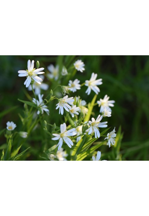 Stellaire, plante sauvage aux belles propriétés