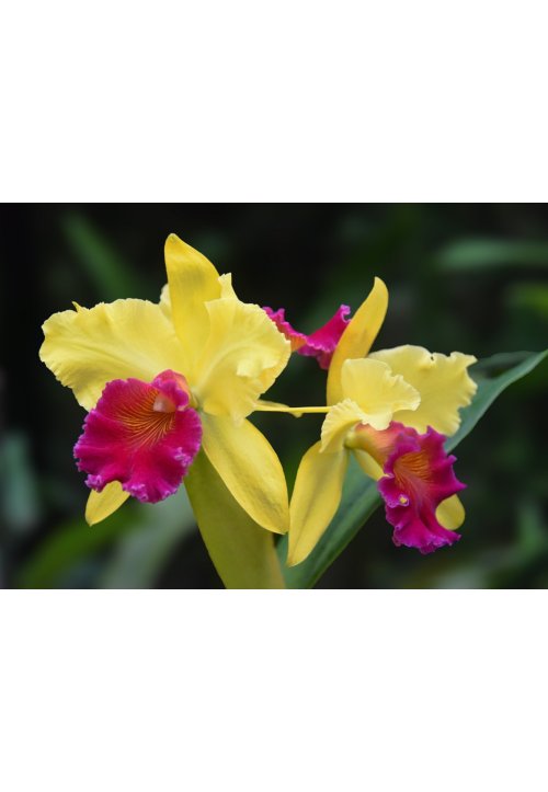 Cattleya, un type d’orchidée très décoratif