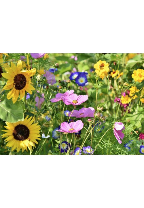 Les 20 plus belles fleurs d'été