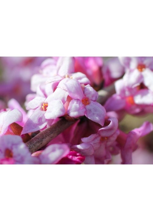 Daphné, la belle fleur d’hiver au parfum divin