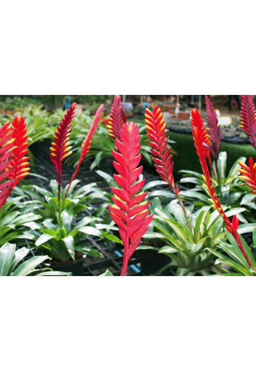 Le vriesea, une plante fascinante