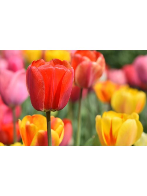 Quel est le symbole de la tulipe ?
