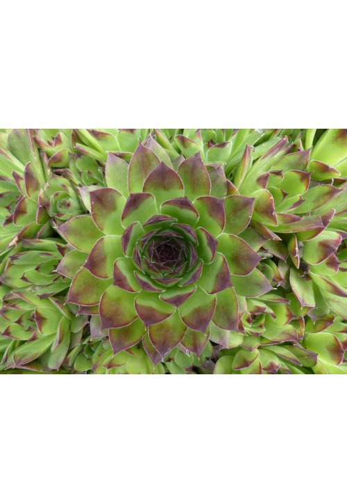 La Joubarbe, une merveille exotique