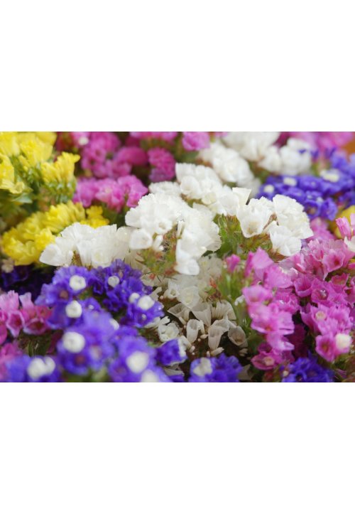 Le Statice ou Limonium