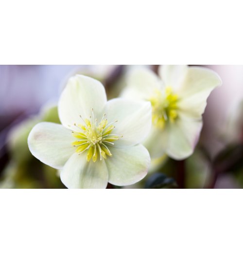 Quelle fleur offrir à Noël ?