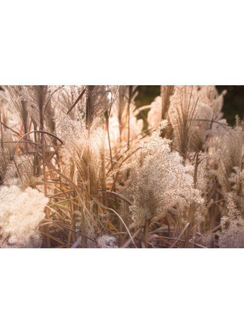 Tout savoir sur l'herbe de la pampa