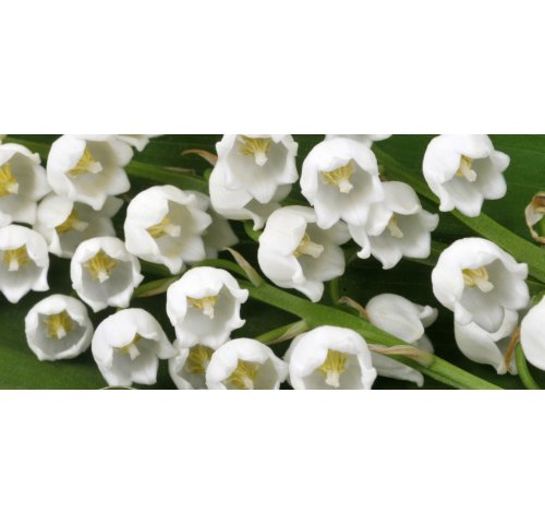 Fiche plante : Muguet