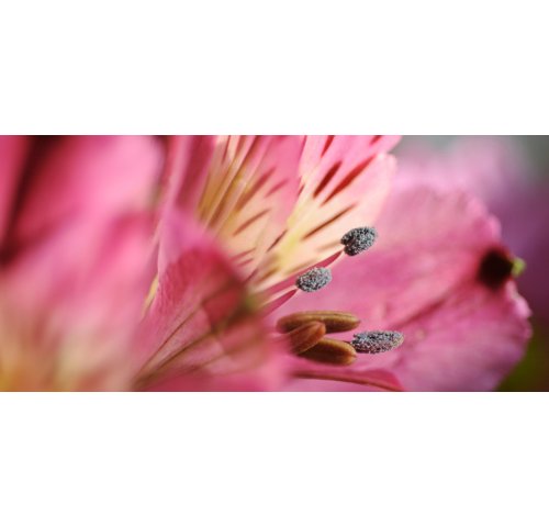 Fiche Plante : Asltroemeria 