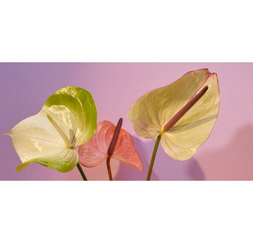 Quelle plante offrir pour la Fête des Mères 