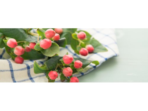 Fiche Plante : l'hypericum