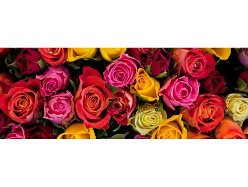 Langage des roses : signification et symbolique des couleurs