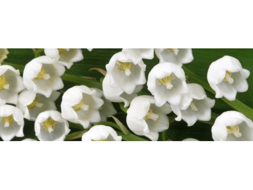 D’où vient la tradition du muguet au 1er mai ?