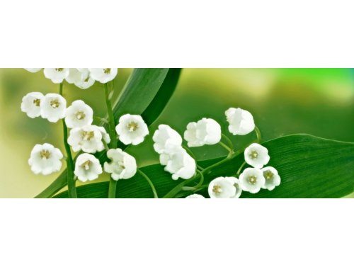 Symbolique du muguet : signification et histoire de cette fleur porte-bonheur