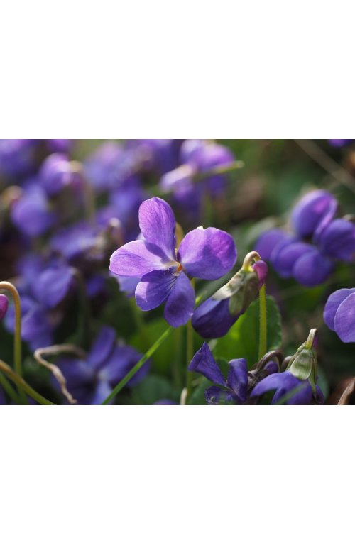Violette, une belle petite fleur