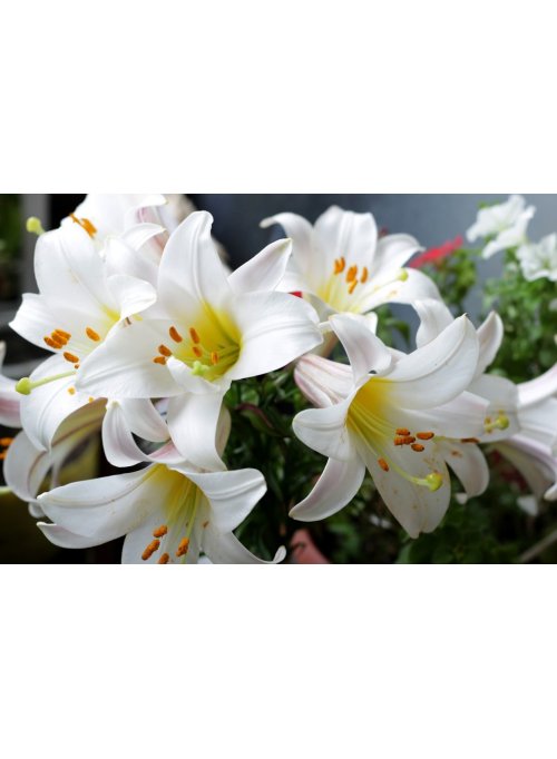 Lys, la fleur royale
