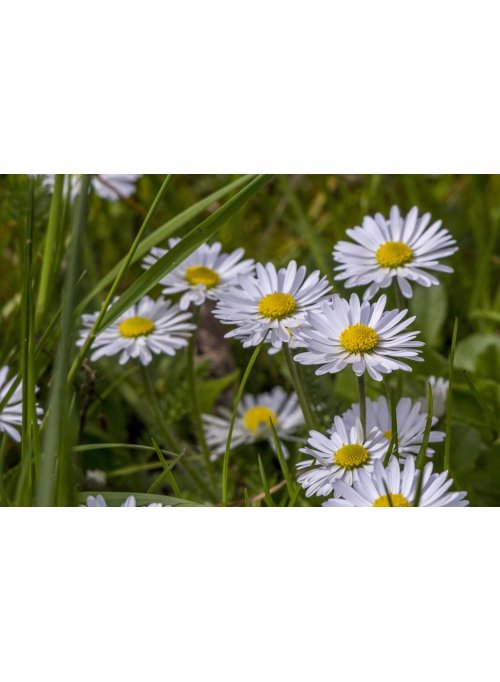 Pâquerette, la petite marguerite