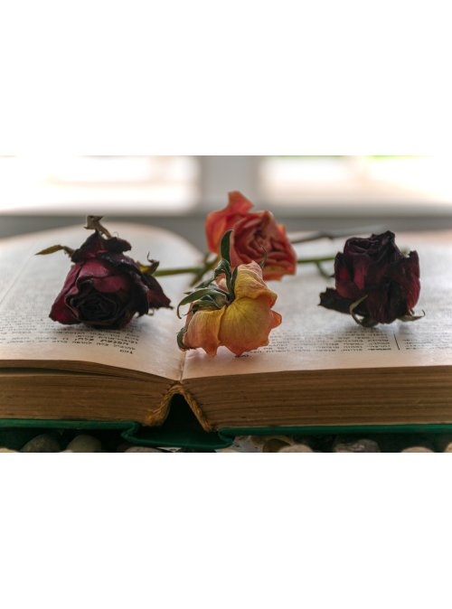 Comment faire sécher une rose ? 
