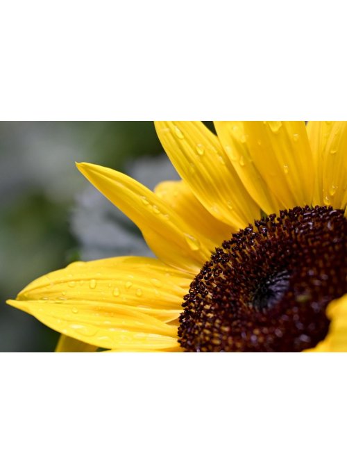 Tournesol, la fleur du soleil