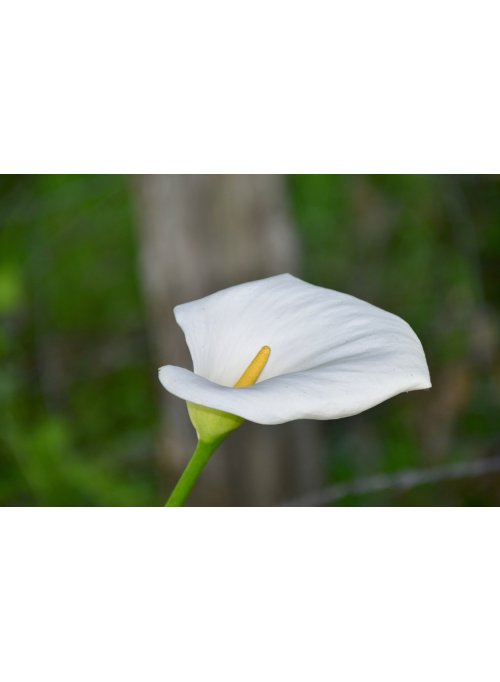 Arum, une fleur d’une grande élégance