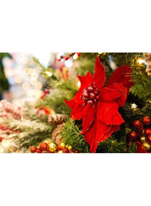 Quelles sont les fleurs de Noël ?