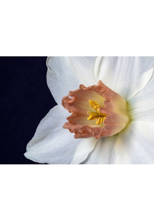 Narcisse, une fleur printanière spectaculaire