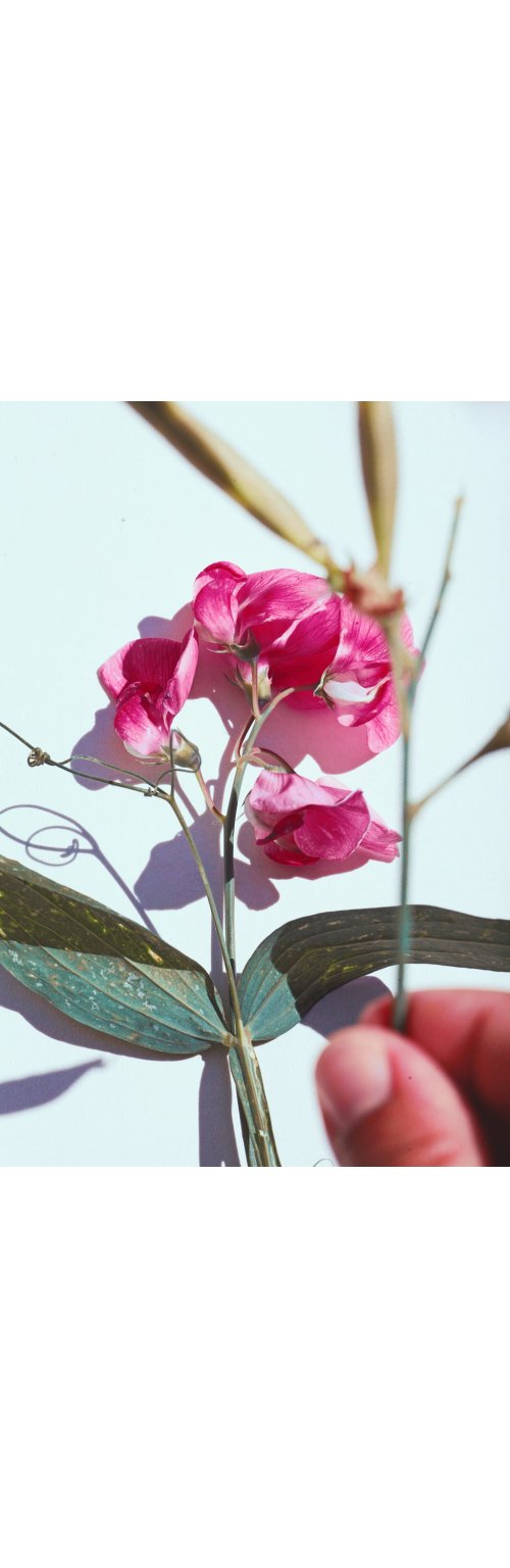 Pois de senteur, une belle fleur au parfum suave