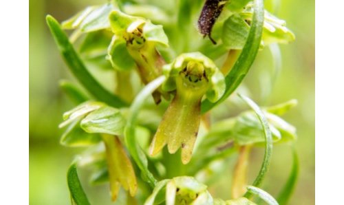 Orchis grenouille pour sublimer votre intérieur