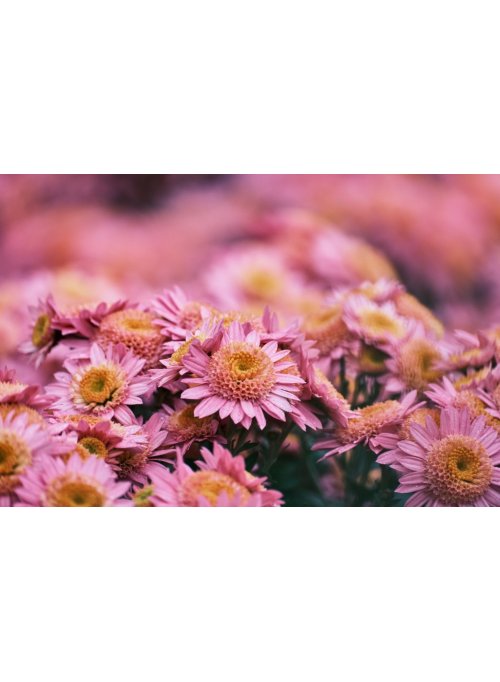 Chrysanthème, la fleur d’automne