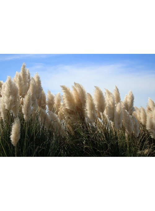 Comment faire sécher l’herbe de la pampa ?