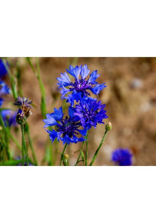 Bleuet, une jolie fleur vertueuse