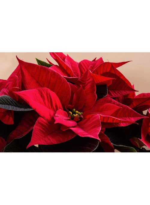 Poinsettia, la fleur de Noël