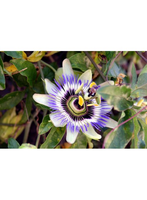 Passiflore, la fleur de la passion 