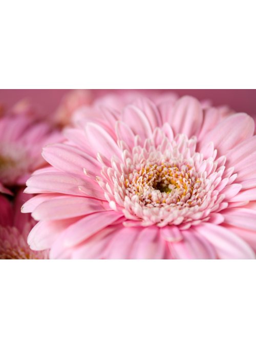 Gerbera, la plante pour décorer votre intérieur